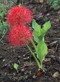 Haemanthus multiflorus
